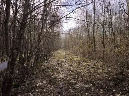 forêt à vendre en grande sologne – 28 hectares