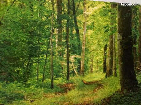 parcelle de bois