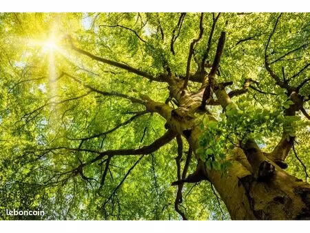 parcelle de bois de loisirs