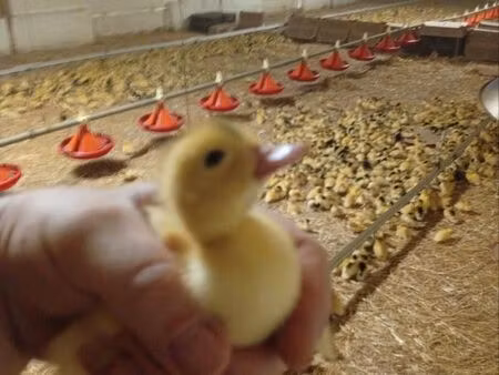 exploitation agricole  élevage canards label