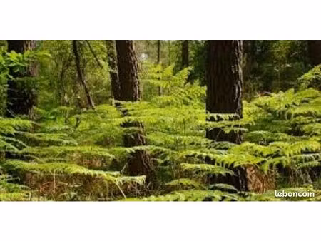 parcelle de bois