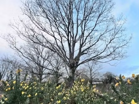 terrain [url masquée pour votre sécurité] 3180m2 - 20min nord angers - puits -