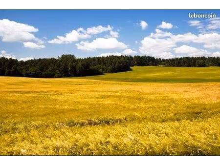 terrain non exploité pour ruche