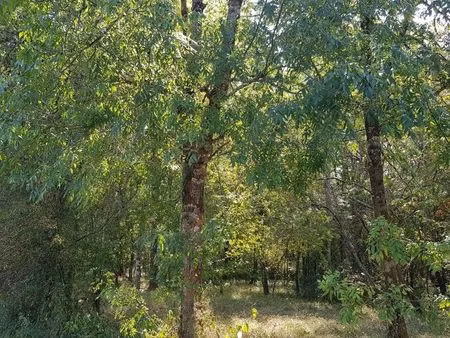 bois / terrain d'agrément