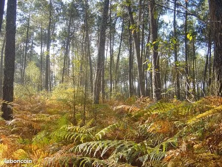 propriété forestière 31 hectares dans les landes