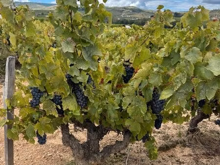 propriété viticole 1 180 m²