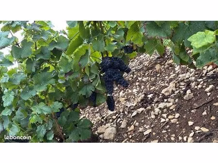 reprise vigne fermage/achat