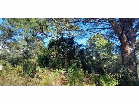 terrain porto-vecchio (2a)