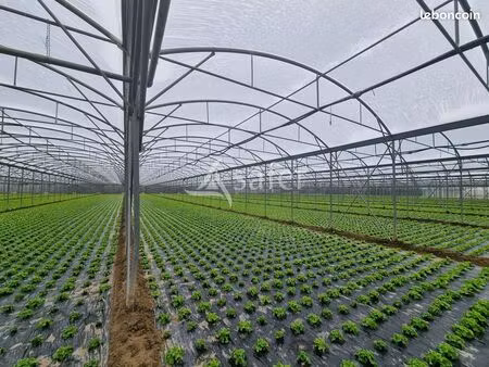 terrain 83741 m² baho