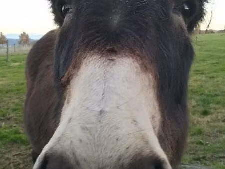 cherche maison avec hectares