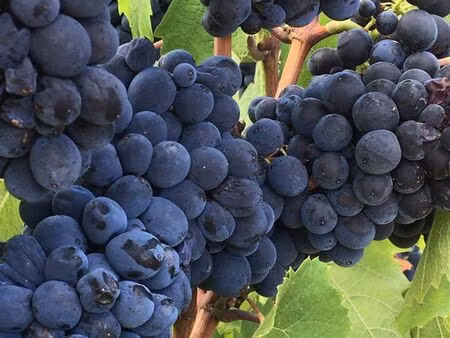 parcelles viticoles fleurie  blanc  moulin à vent