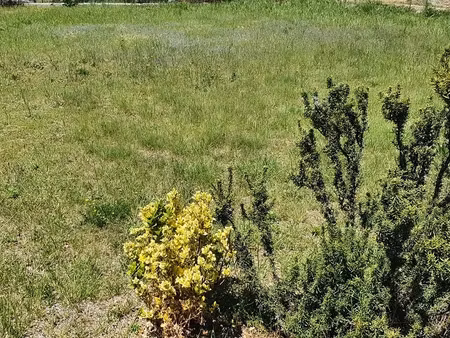 vente terrain 289 m² à claira (66530)  135 000 €