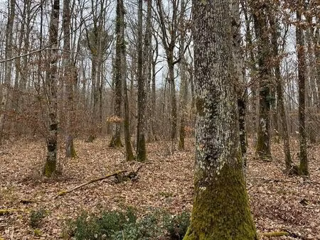 propriété forestière en région centre-val-de-loire-29 hectares dans le loir-et-cher (41)