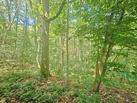 superbe terrain boisé idéalement situé