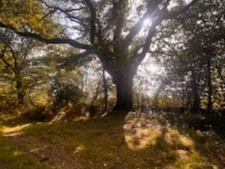 recherche terrain a acheter ou louer