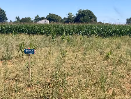 vente terrain 630 m² à balanzac (17600)  37 800 €