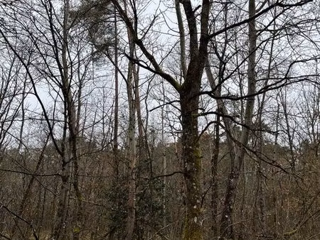 parcelle de bois