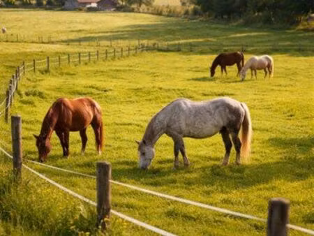 recherche maison avec 3 hectares minimum pour refuge chevaux
