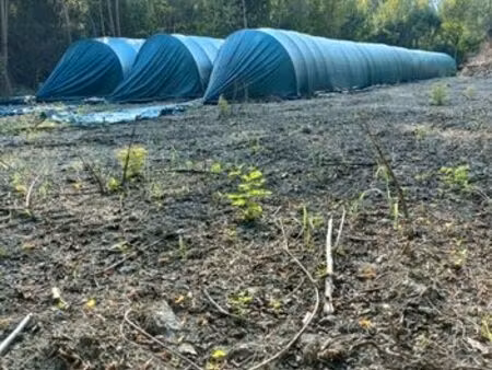 exploitation de morilles