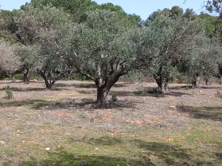 vente terrain 6140 m² à beauvoisin (30640)  35 000 €