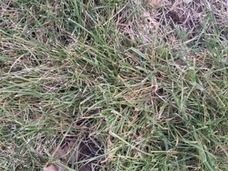 location jardin pour faire du potager