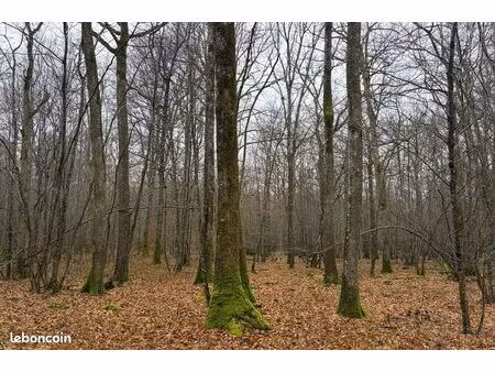 propriété forestière en bourgogne-25 hectares-yonne(89)