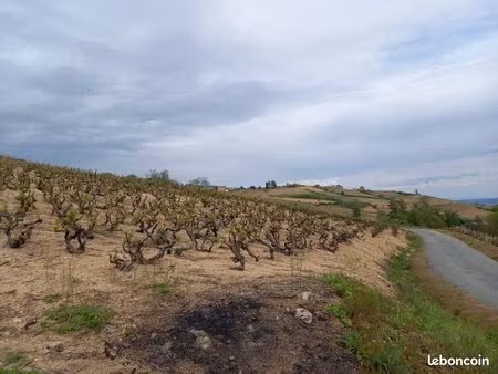 vignes sur chiroubles