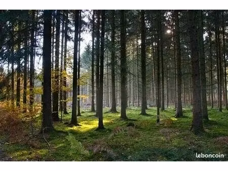 parcelles boisées à vendre – sapins et épicéas – lalibert