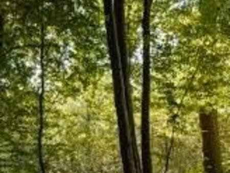 av 3255 m2 de terrain construct en direct part