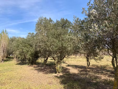 terrain domaine agricole 2934 m2 - proche argeles sur mer (66)