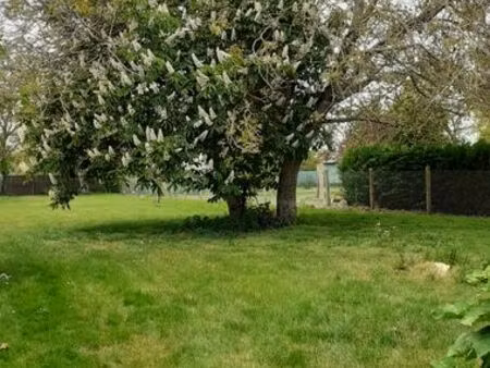 terrain constructible avec arbres fruitiers