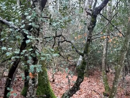 parcelle de bois