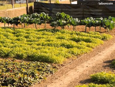 location terrain jardin potager