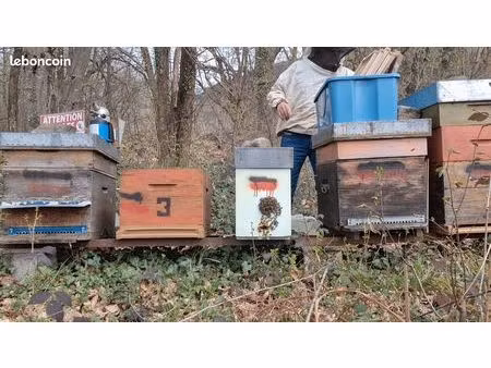 terrain apiculture