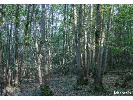 parcelle forestière 3 851 m² – feuillus