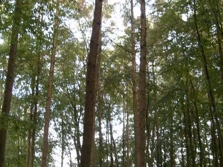 recherche bois forêt taillis