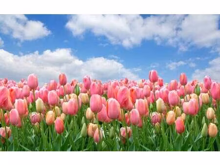 appartement à vendre - neuf