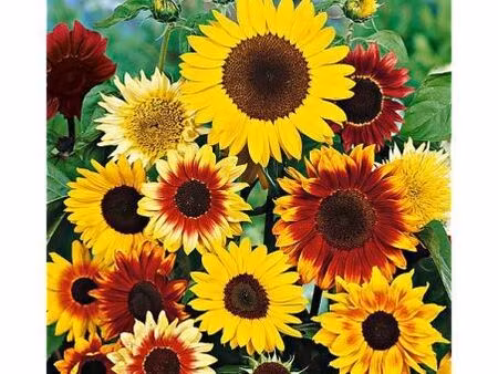 logement t2 (recherche)