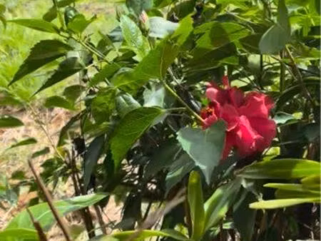 t2 indépendant meublé 30m2 - entrée privative - calme