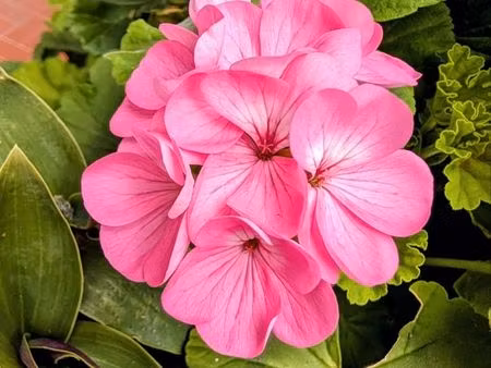 carré de terre / jardin - potager