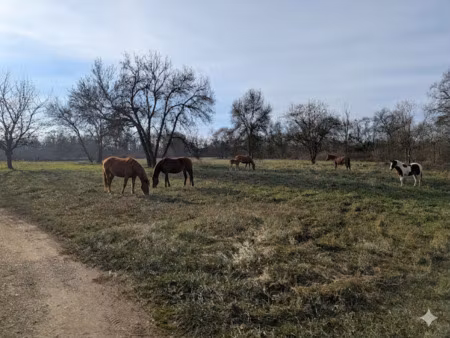 pont de veyle à vendre propriété de 8 hectares avec maison d