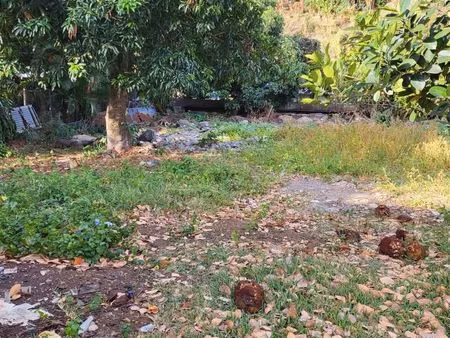 terrain riviere des pluies