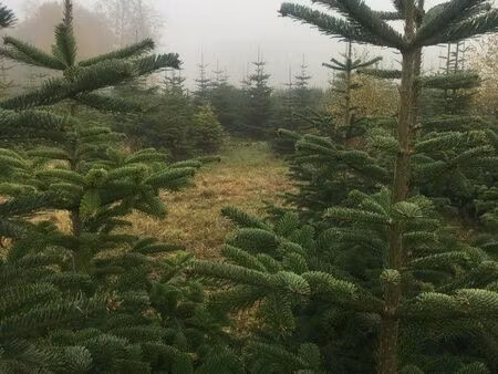 1 hectare de sapin ? nordmann avec bâtiment cadastre