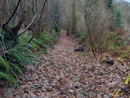 joli bois en bord du trieux