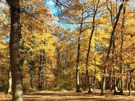 grand terrain constructible