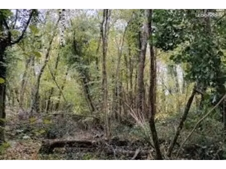 terrain arbres et taillis