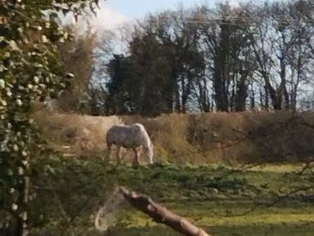 souhaite louer 3 à 6 hectares de prairie pour chevaux