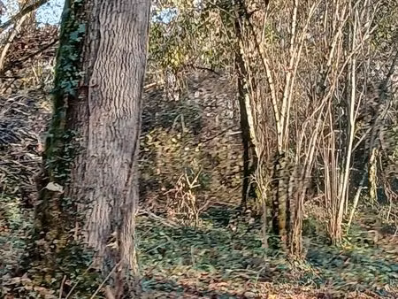 parcelle de bois à anoye