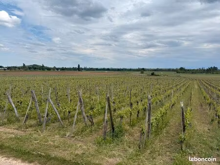 vignes a vendre