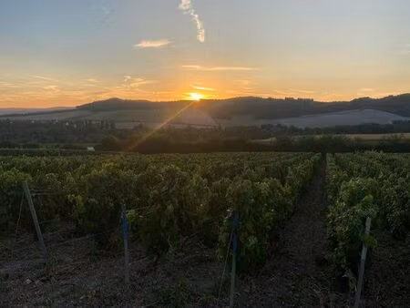 recherche vigne urgemment